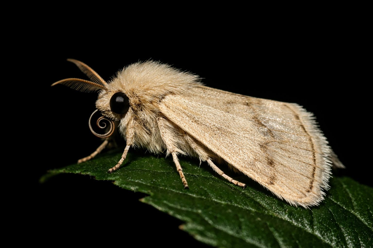 The secret compass that guides moths on their journeys