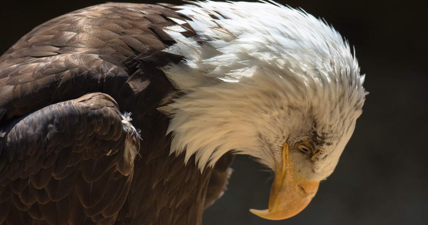 Lockheed, Palantir, Coinbase: The Parade of Interested Parties