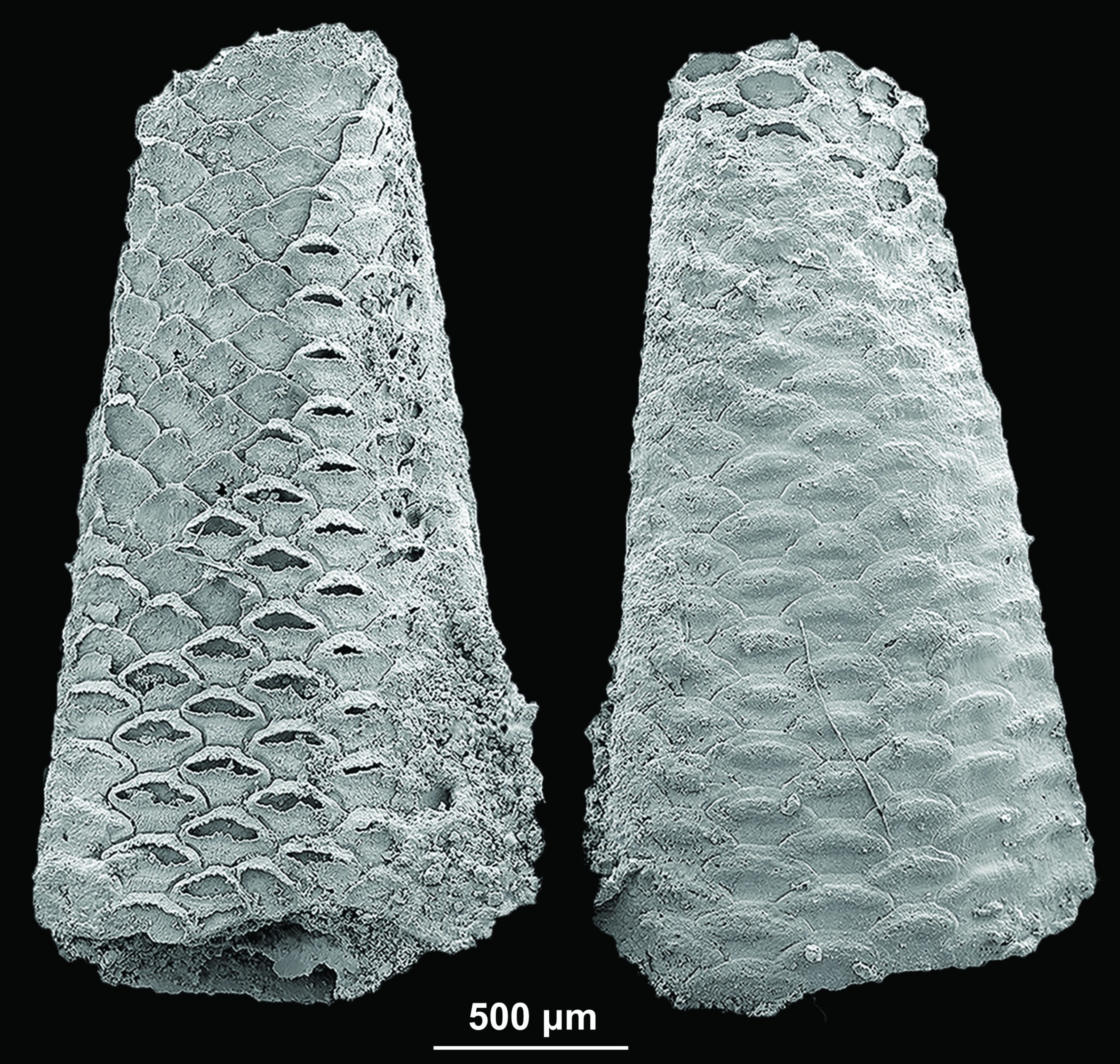 Extraordinary fossils solve a 500-million-year-old mystery: bryozoans were present from the dawn of animal life
