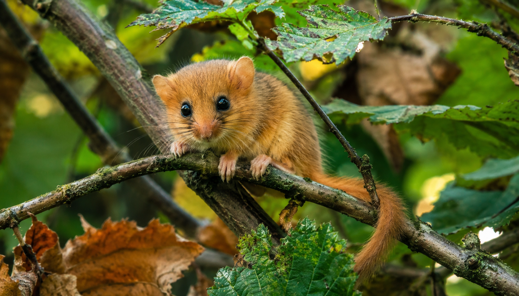 Scientists Discover a Clue in a Small Dormouse That Reveals How Climate Is Changing Wildlife